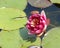 Blooming pink water lily closeup