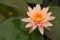 Blooming Pink Water Lily, Nymphaea Colorado, Flower