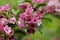 Blooming pink Weigela closeup