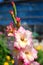 Blooming pink with white gladiolus garden flowers in summer