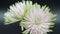 Blooming pink white green chrysanthemum flower buds Chrysanthemum White, timel apse in 4K