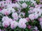 blooming pink and white rhododendrons, natural flower background