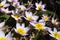 Blooming pink and white tulips in the sun. Floral natural backdrop. Glad ornamental striped bicolour tulips filled picture