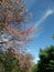 Blooming pink Wild Himalayan Cherry flowers under blue sky