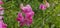 A blooming pink wild pea (Lathyrus sylvestris) in a meadow