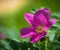 Blooming pink wild rose spring day