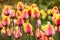 Blooming pink and yellow coloured striped tulips