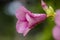 Blooming pinkish purple Allamanda blanchetii with water drops