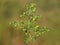 Blooming plant of Bushy Cinquefoil, Potentilla supina