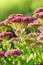 Blooming plant Sedum prominent