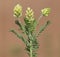 Blooming plant of Woolly locoweed or milkvetch. Oxytropis pilosa