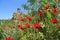 Blooming plants, Ladybird in Great Dixter House & Gardens.