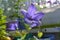 Blooming Platycodon grandiflorus in little garden on the balcony