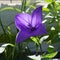 Blooming Platycodon grandiflorus in little garden on the balcony