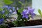 Blooming Platycodon grandiflorus and lobelia grow in container in small garden on the balcony. Beautiful violet and blue flowers