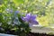 Blooming platycodon grandiflorus and lobelia grow in flower pot in small garden on the balcony