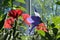 Blooming Platycodon grandiflorus and red petunia flowers in little garden on the balcony.