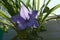 Blooming Platycodon grandiflorus in small garden on the balcony. Beautiful violet balloon flower