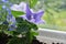 Blooming Platycodon grandiflorus in small garden on the balcony. Delicate violet flower