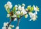 Blooming plum branch on blue background. Symbol of life beginning and the awakening of nature