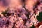 Blooming plum Pissardi close-up on a blurred background