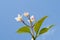 Blooming plumeria