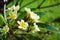 Blooming plumeria flower, pagoda tree