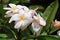 Blooming Plumeria (Frangipani)