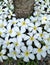 Blooming Plumeria on green grass lawn