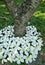 Blooming Plumeria on green grass lawn