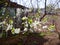 Blooming plummon trees with pink flowers over colorful fence. Apple-tree alley garden in Tulun before inundation , Siberia, Russia