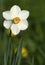 Blooming Poetâ€™s Narcissus flower, know also as Poetâ€™s Daffodil, Nargis, Phesantâ€™s eye, Findern flower or Pinkster lily -