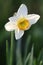 Blooming Poetâ€™s Narcissus flower, know also as Poetâ€™s Daffodil, Nargis, Phesantâ€™s eye, Findern flower or Pinkster lily -