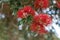 Blooming Pohutukawa