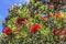 Blooming pohutukawa tree