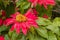 Blooming poinsettia plant