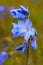 Blooming Polemonium acutiflorum (Jacob\\\'s ladders)