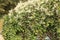 Blooming Polygonum Baldshuanicum and vitis in the autumn garden
