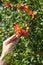 Blooming pomegranate tree