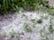 Blooming poplar fluff like snow lying on the ground