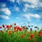 Blooming Poppies over blue sky and cloud.