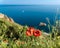 Blooming poppies on the seashore. Close-up of red flowers at sea cliffs on a sunny May morning. Stunning views of the turquoise