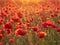 Blooming poppies in the summer sunset light