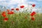 Blooming poppy field