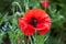 Blooming Poppy Papaver rhoeas. It is also called poppy or corn rose