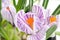 A blooming pot plant crocus, purple flowers, petals and green leaves. Close-up.