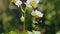 Blooming potato bush polinating by  bumblebee in slow motion. Flowers of potato in the backyard close up