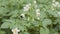 Blooming potato bush polinating by honey bees and bumblebee. Flowers of potato in the backyard close up