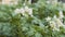 Blooming potato bush polinating by honey bees and bumblebee. Flowers of potato in the backyard close up