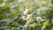 Blooming potato bush polinating by honey bees and bumblebee. Flowers of potato in the backyard close up